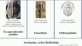 Artr&oacute;podas, orden Redlichiida arthropoda gracilis pusillus Eccaparadoxides Hologram Mesonacinae