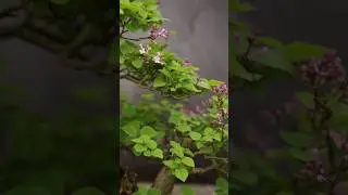 Pruning Flowering Bonsai