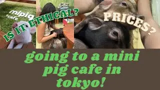 mini pig cafe in tokyo! (is it ethical? prices?)
