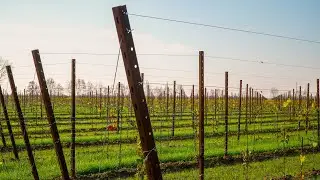 Pali per Vigneti in CORTEN | Cipriani Profilati