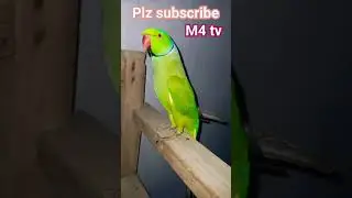 Have a good night  #talkingparrot #mithu #cuteparrot #toto  #m4tv