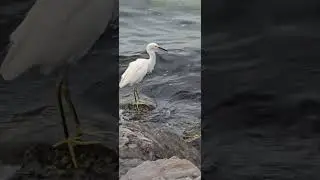 White Egret looking for some food #beach #birds #nature #naturelovers #egret