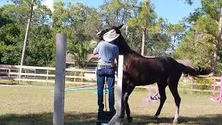 Sidestep to mounting block training 
