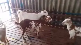 Barbari Breed Stock for Sale Sep 2020-8299035687
