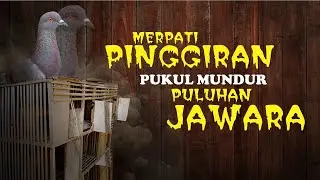 Kisah Barata - Merpati Pinggiran Peraih Juara Dua Lomba Merpati Kolong Meja Lapak Cibuyut Majenang