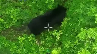 Black bear scratching his back.