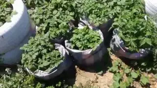 ΦΎΤΕΜΑ ΠΑΤΆΤΑΣ. 2 μέρος.