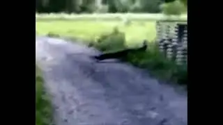 chyť p&aacute;va (minuta pro legendu) repost #1
