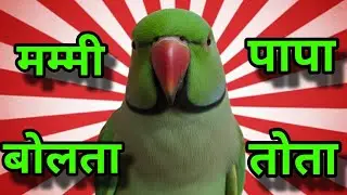 Mummy Me tota me tota || batuni tota video || talking parrot || mitthu tota 😶&zwj;🌫️🐑