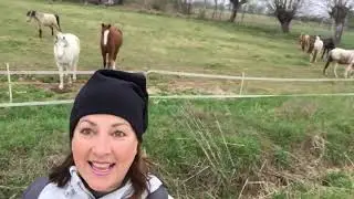 Il cavallo del gradasso