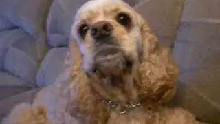 Talking Cocker Spaniel Dog (2 of 2)