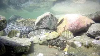 Under Water In Moreton Bay - Caloundra Rock Pools
