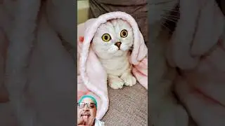 welcome to home #pets #cat #cute #funny