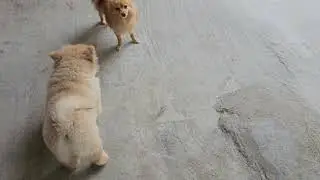 Chow chow puppy vs culture pom dog 