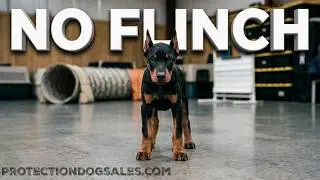 Powerhouse Doberman Puppy 