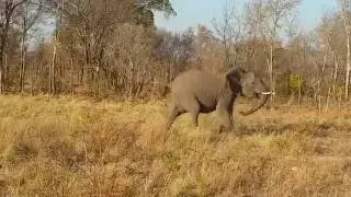 Elephant Roar Hwange National Park