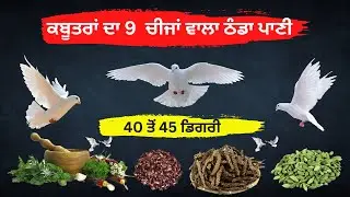 ਕਬੂਤਰਾਂ ਦਾ 9  ਚੀਜਾਂ ਵਾਲਾ ਠੰਡਾ ਪਾਣੀ || 40 ਤੋਂ 45 ਤਾਪਮਾਨ ਵਿਚ ਕੰਮ ਕਰਦਾ