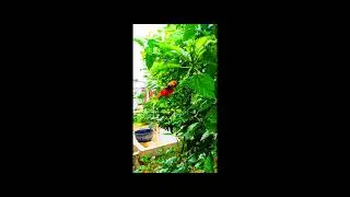 4k nature videography Google pixel photography environmental and nature