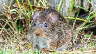 Cute Cotton Rat in the Backyard