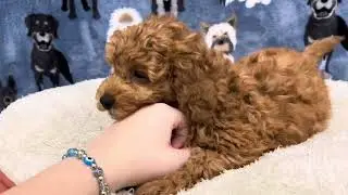 Juno Mini Goldendoodle Gen 2 Clip