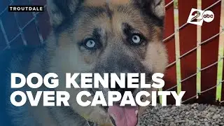 Multnomah County Animal Services makes urgent plea for dog adoptions, foster families
