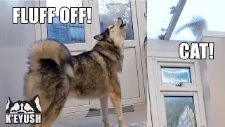 Husky Keeps TALKING To The CAT On The ROOF!