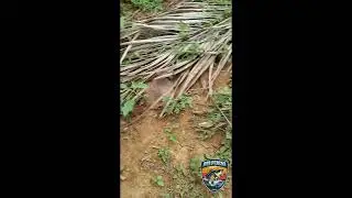 Pescaria caipira , com um frito na beira da lagoa.