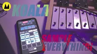 Best Mobile Sample APP Ever..! Koala will Sample Everything!