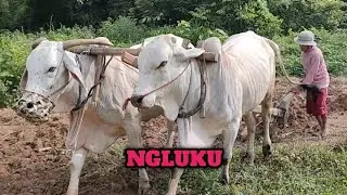 PROSES NGLUKU / BAJAK SAWAH TRADISIONAL DENGAN SAPI LOKAL || LAHAN 2 RANTE