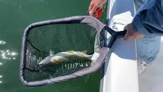 Using the Measure Net