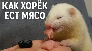 Жизнь хорька/ как ест хорек мясо / #ferret хорек альбинос #асмр #мукбанг #мукбанг# asmr