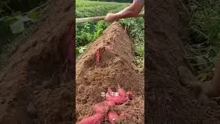 The technique of harvesting cassava with. empty hands #shorts