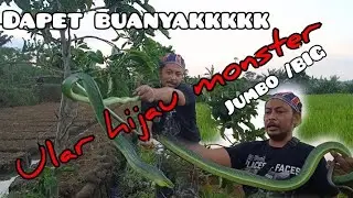 harving dapat ular hijau monster, ular besar, ular jumbo