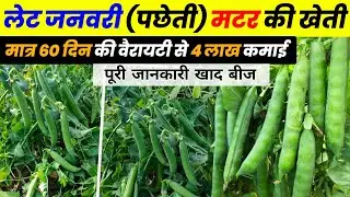 Late Matar ki kheti | पछेती मटर की उन्नत खेती | Matar ki kheti kaise karen | Pea Cultivation