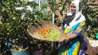 My terrace garden New Harvesting video 😍 it's My hindi vlog #terracegarden #hervesting #organic 