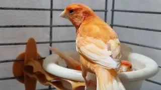 Red Factor Canary Finch Singing Exhibition #redfactor #egg #chicks #bird #finch  
