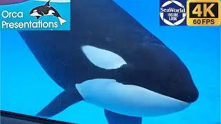 Презентация Orca Подводный просмотр 4K (Взгляд изнутри) (Полное шоу) SeaWorld Orlando