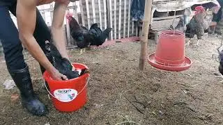 grboyfarm House Delousing Chicken program