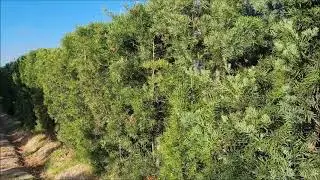 Trees SA - Yellowwood trees
