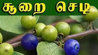 suraplam ....fruit