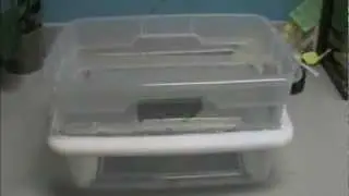 Building a breeder bin for super worms #133