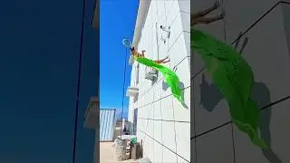 high Wall Street dog jumping style #trending #dog #shortsvideo #viralvideos #youtubeshorts #shorts