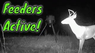 Trail Cam Tuesday