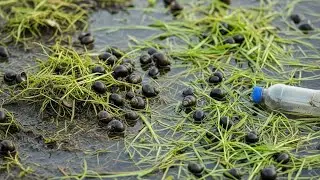 Snails Crawling in Wet Grass After Rain | Peaceful Nature Scene