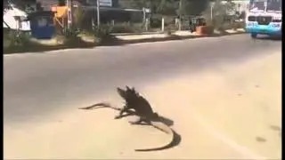 lizards dance bachata