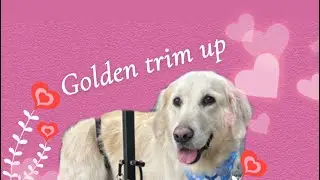 From Shaggy to Sharp! ✂️ Golden Retriever Transformation