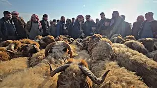 جولة سريعة في سوق أغنام معرة مصرين شمال سوريا ٧/ ١/ ٢٠٢٥ شاهد أسعار اللحم و غنم الحليب وحركة السوق
