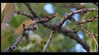 Canon XF305 - 7 Custom Picture settings