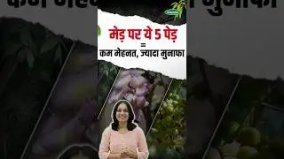 How to earn crores by planting these 5 trees on the boundary of the farm? | Which trees should be planted on the farm boundary?