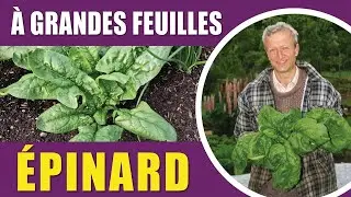Comment r&eacute;ussir la culture des &eacute;pinards : semis, vari&eacute;t&eacute;s et m&eacute;thode sans labour
